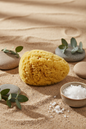 Dead Sea Sponge